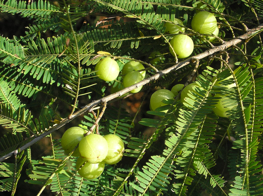 Amla