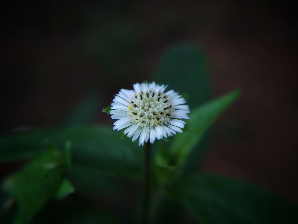 Bhringraj