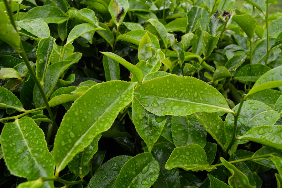 Green Tea